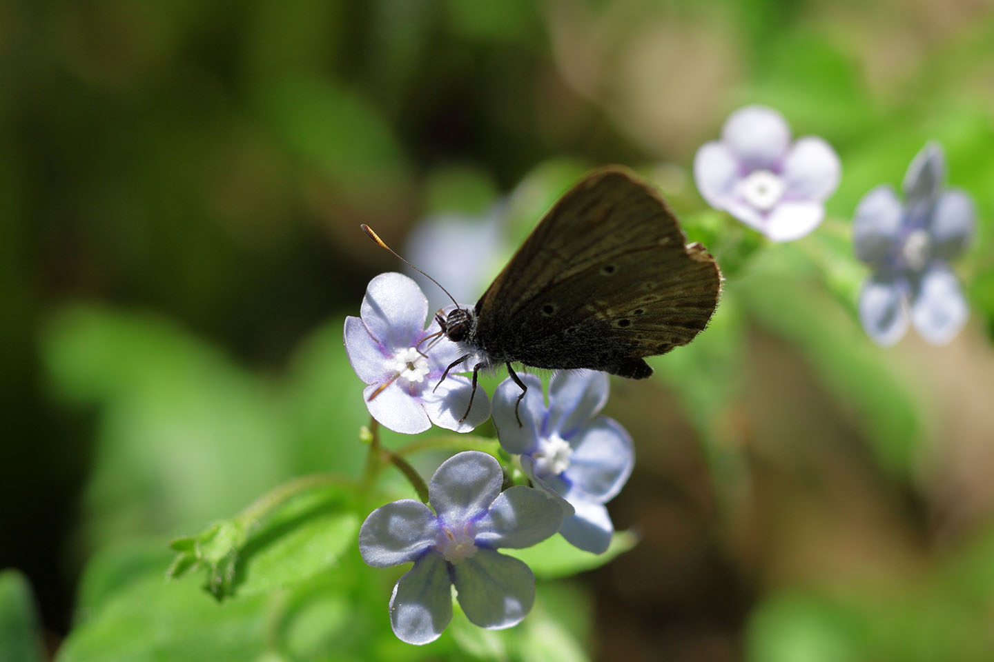 Canon EOS 6D + Canon EF100mm F2 USM