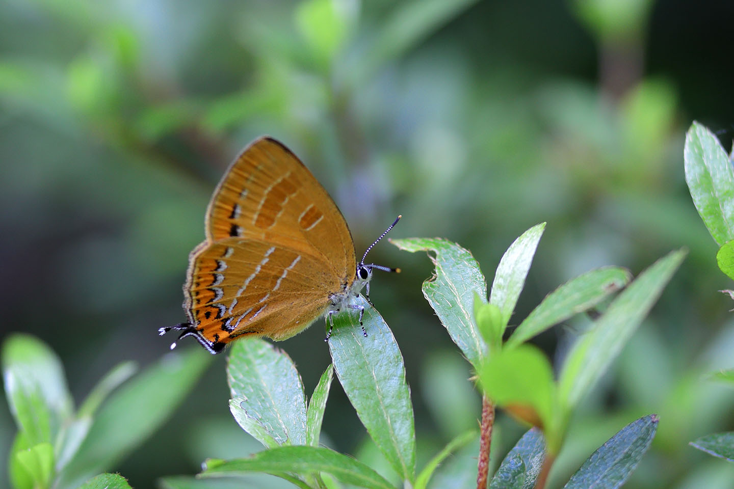 Canon EOS 6D + Canon EF100mm F2 USM