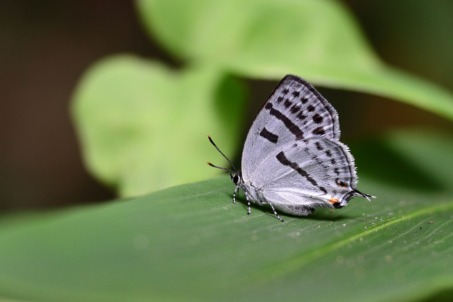 Canon EOS 6D + Canon EF100mm F2 USM