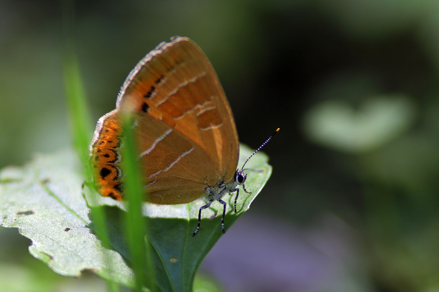 Canon EOS 6D + Canon EF100mm F2 USM