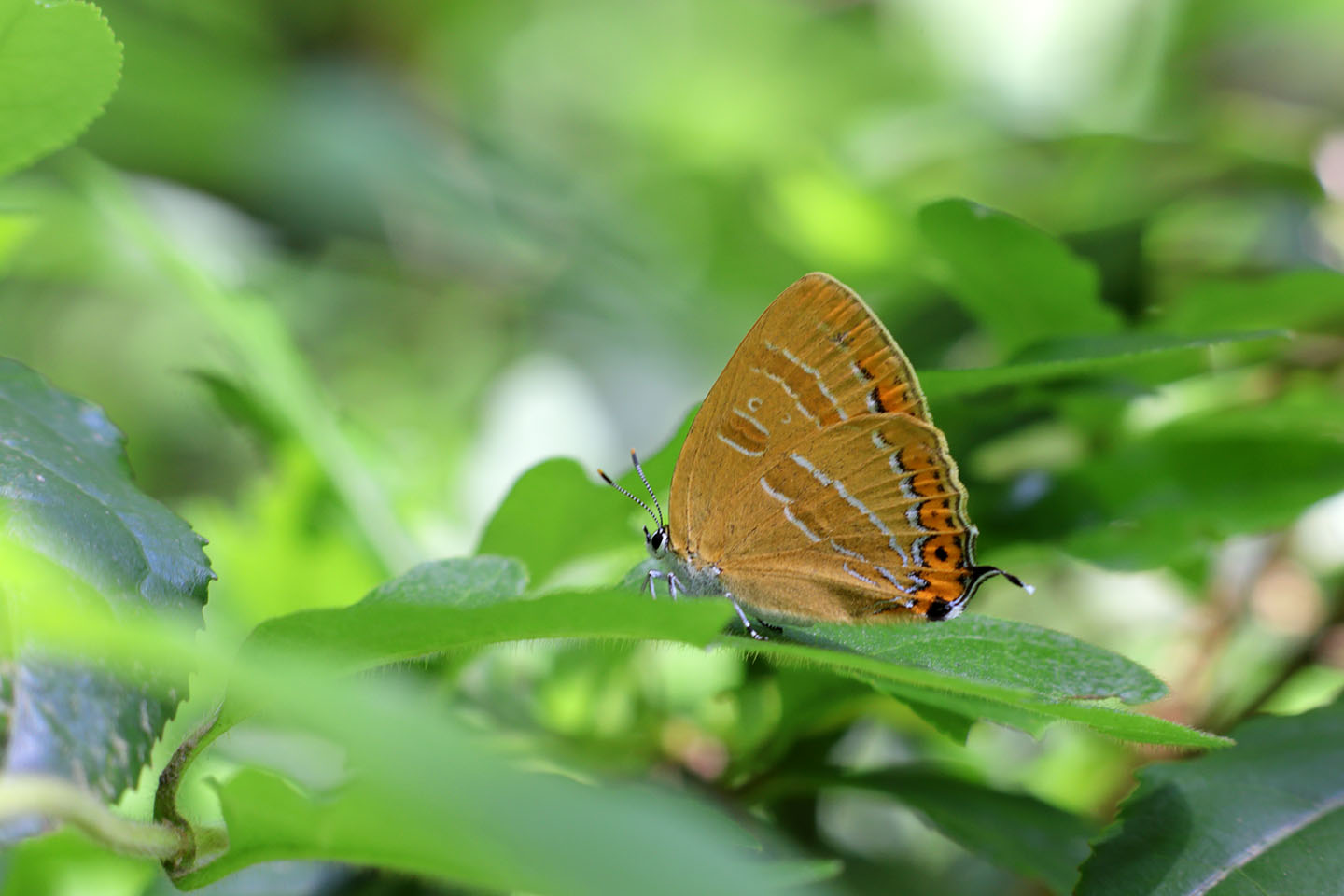 Canon EOS 6D + Canon EF100mm F2 USM