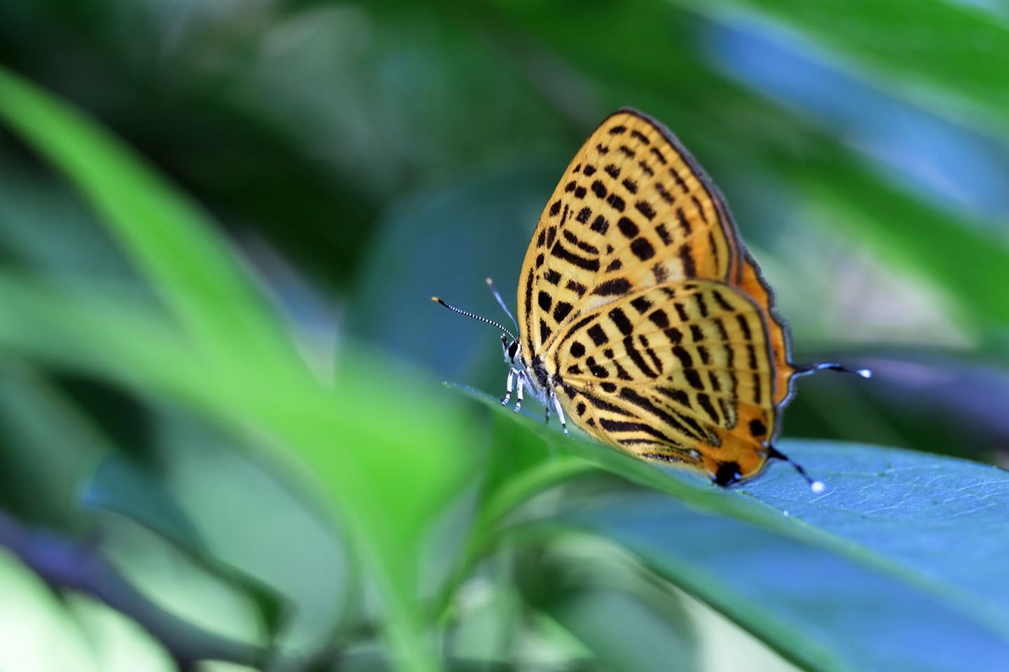 Canon EOS 6D + Canon EF100mm F2 USM