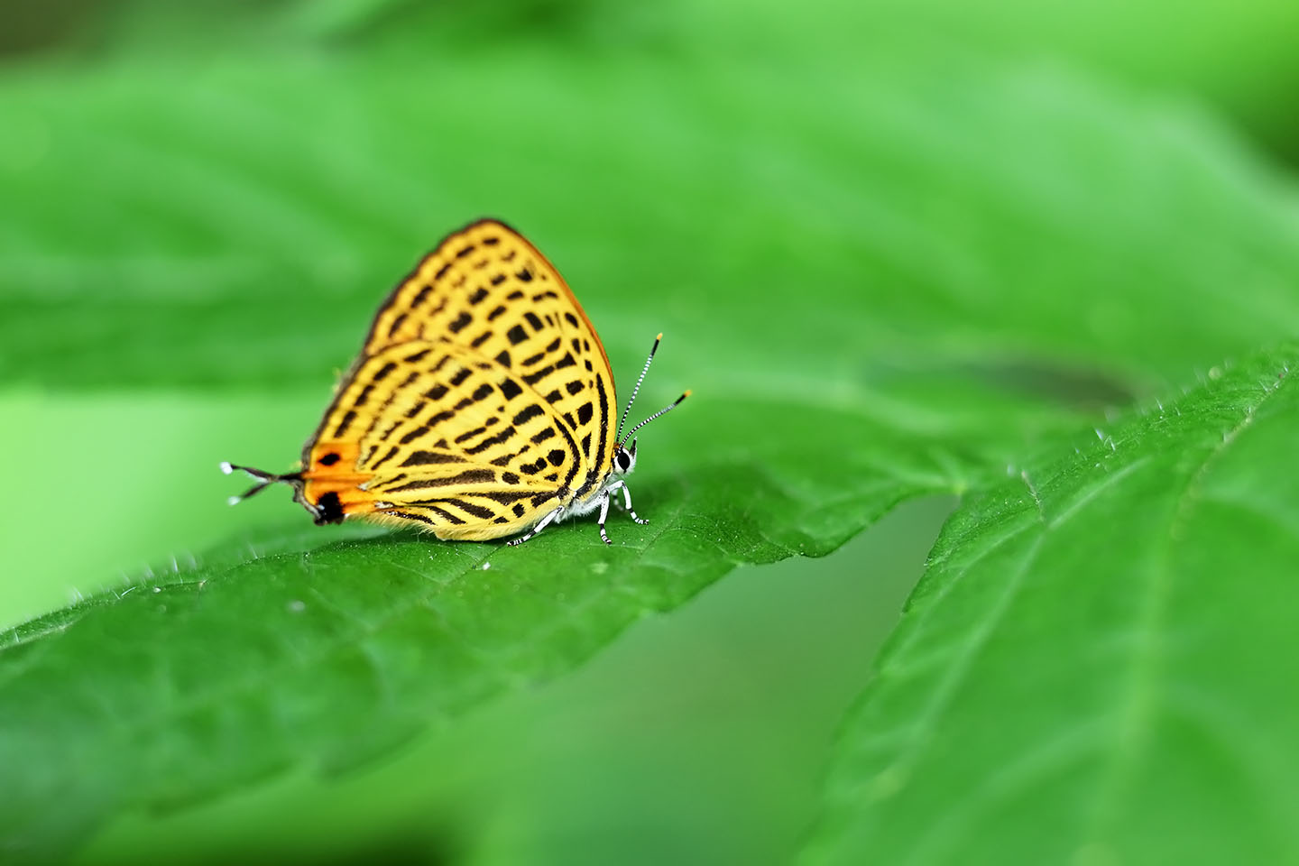 Canon EOS 6D + Canon EF100mm F2 USM