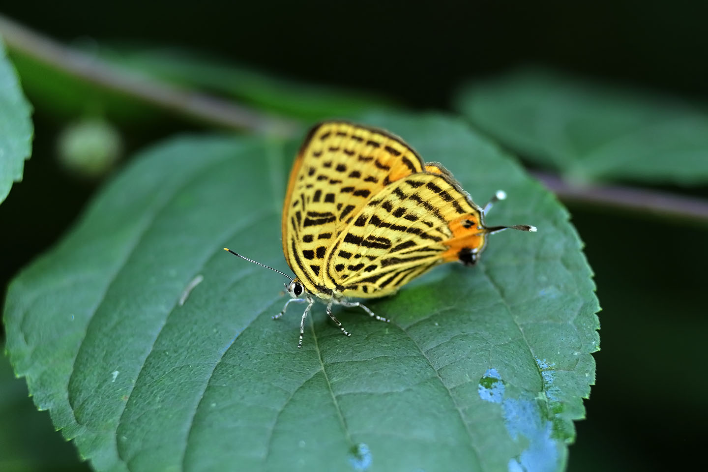 Canon EOS 6D + Canon EF100mm F2 USM