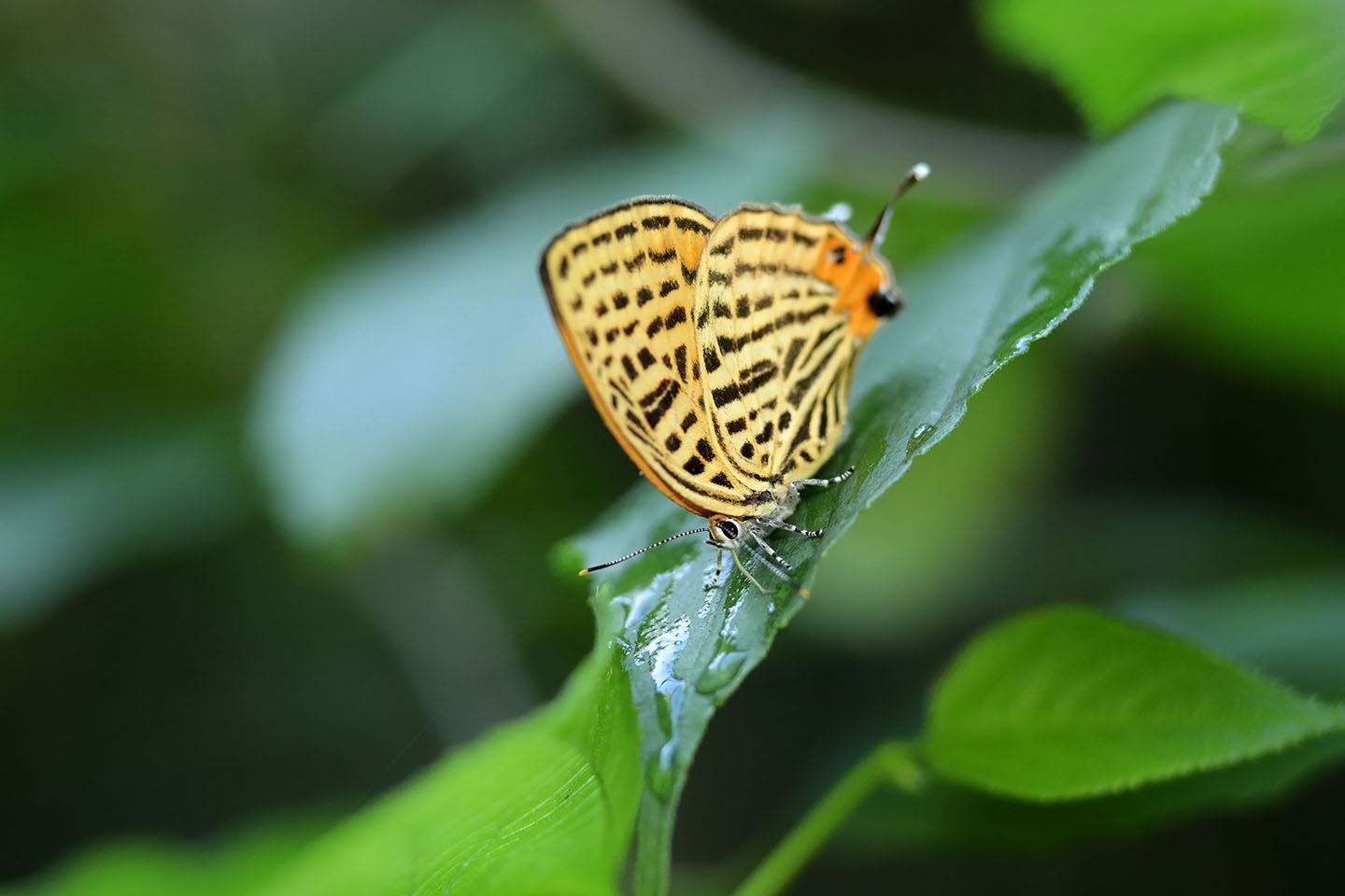 Canon EOS 6D + Canon EF100mm F2 USM