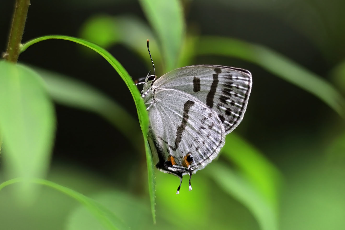 Canon EOS 6D + Canon EF100mm F2 USM