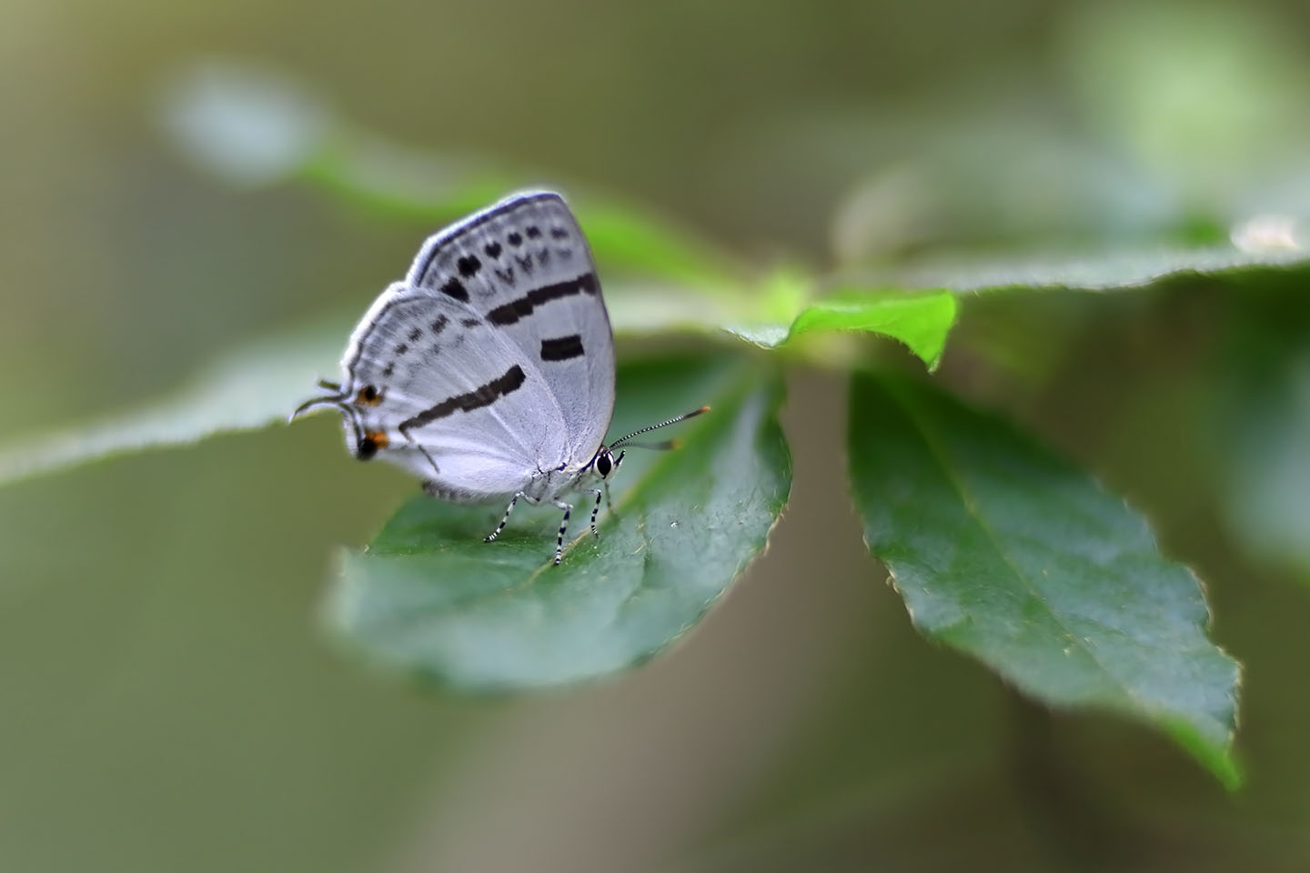 Canon EOS 6D + Canon EF100mm F2 USM