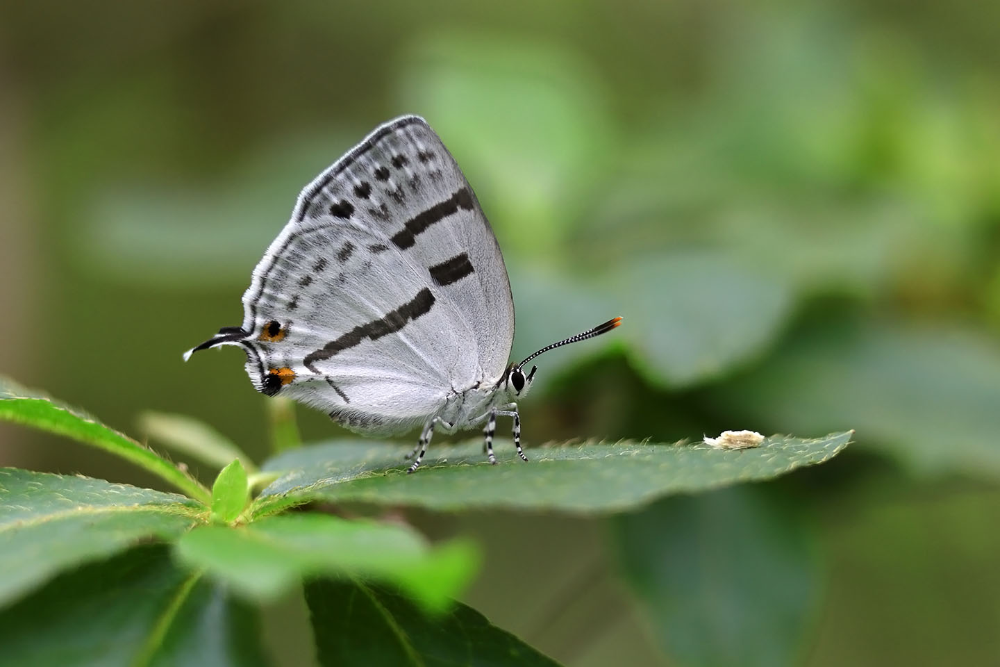 Canon EOS 6D + Canon EF100mm F2 USM