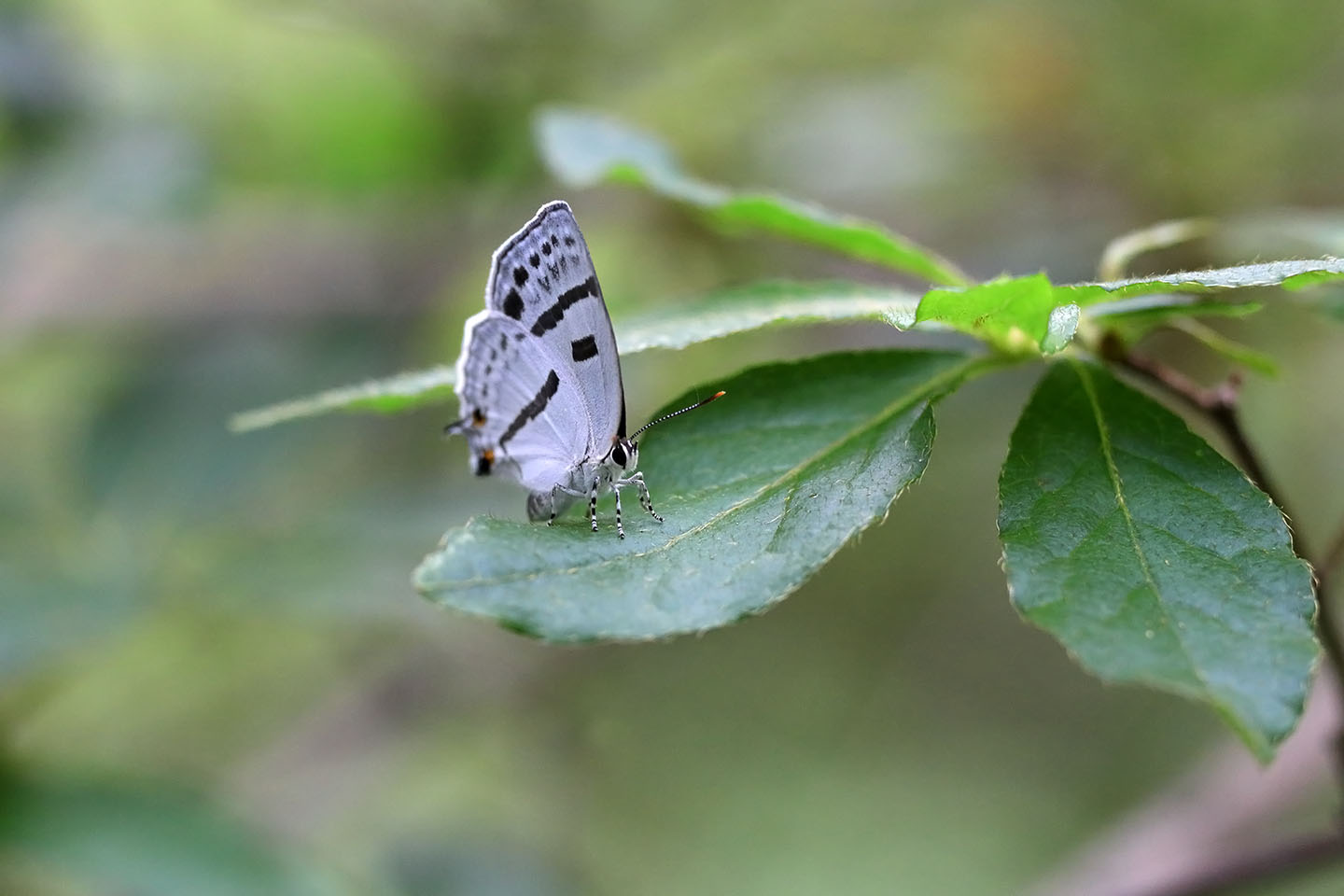 Canon EOS 6D + Canon EF100mm F2 USM