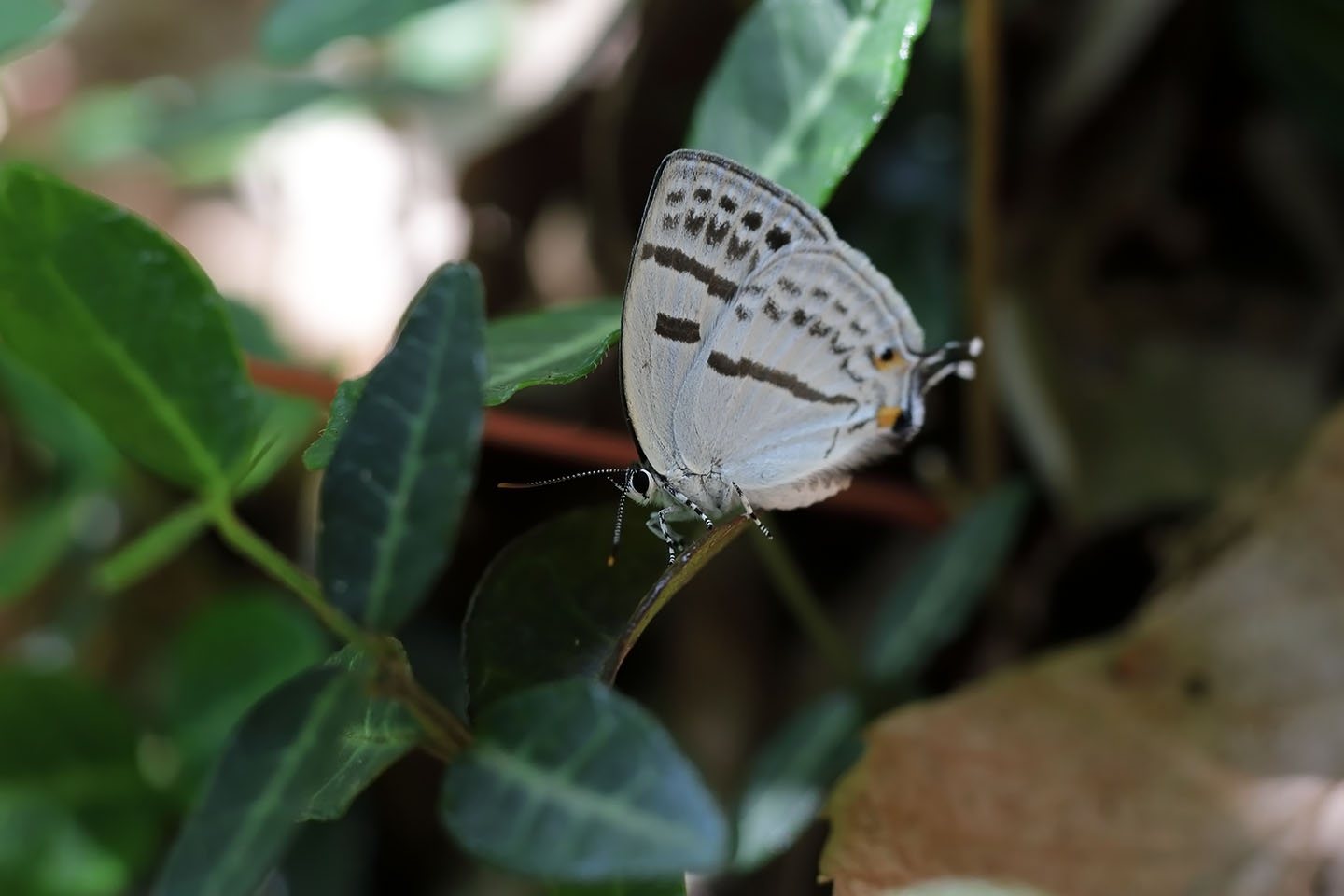 Canon EOS 6D + Canon EF100mm F2 USM