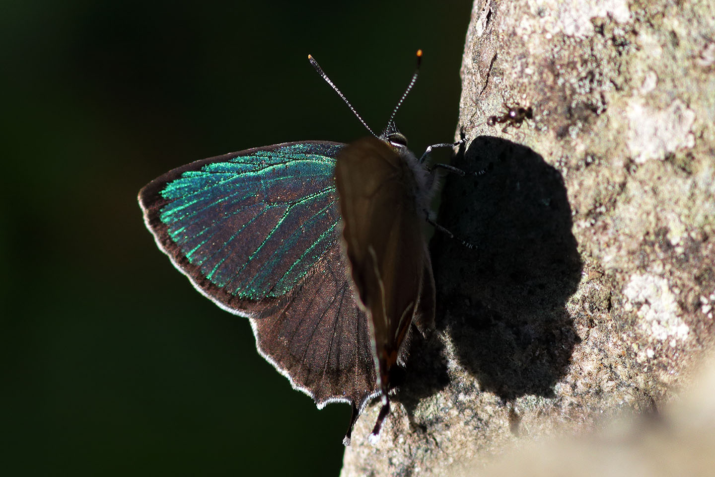 Canon EOS 6D + Canon EF100mm F2 USM