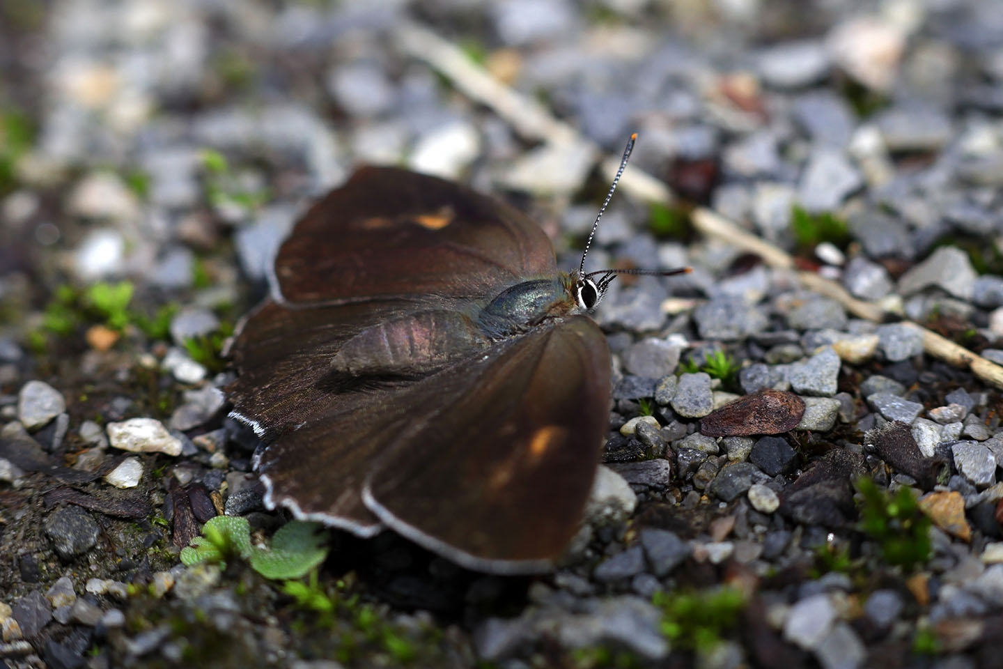 Canon EOS 6D + Canon EF100mm F2 USM