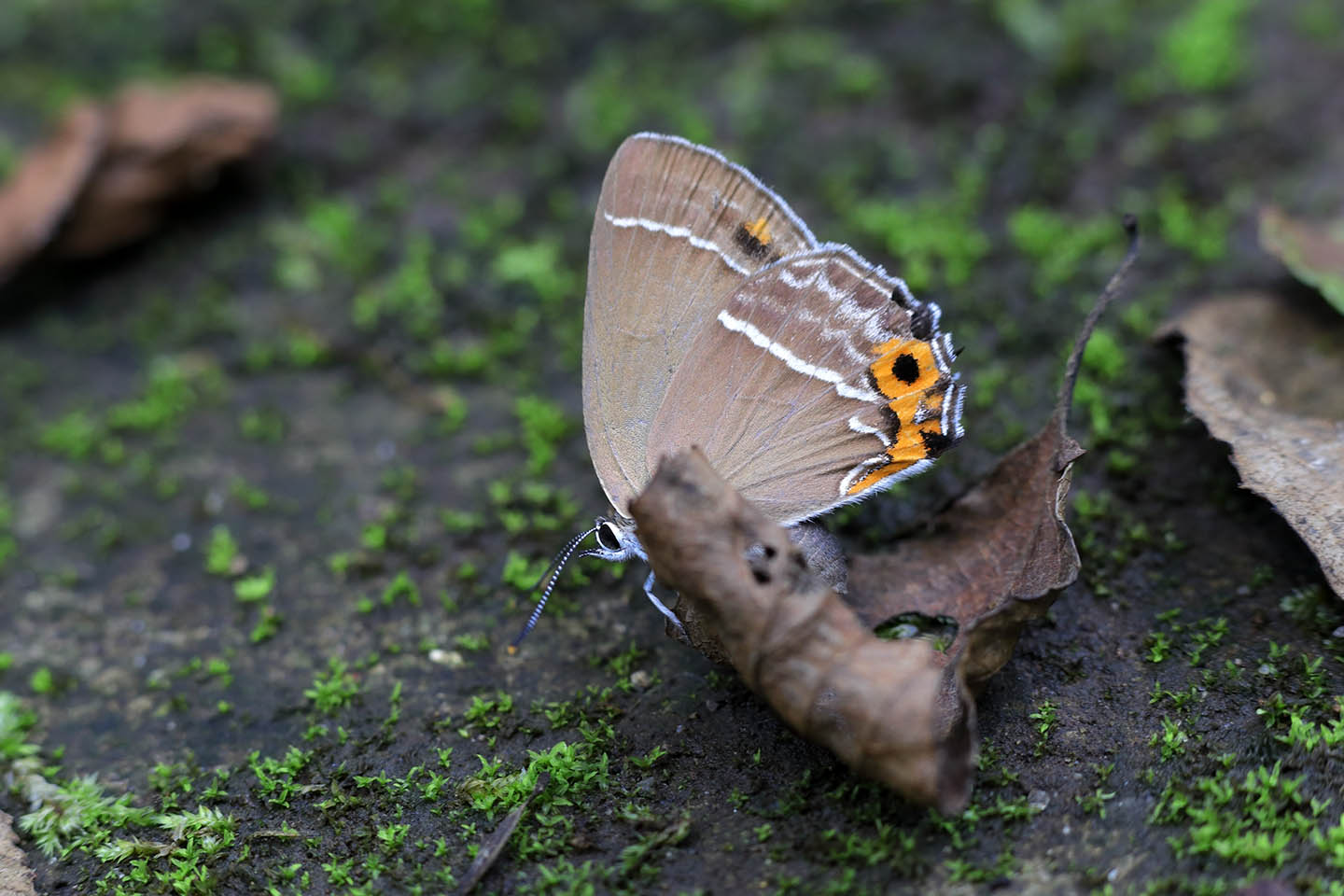 Canon EOS 6D + Canon EF100mm F2 USM