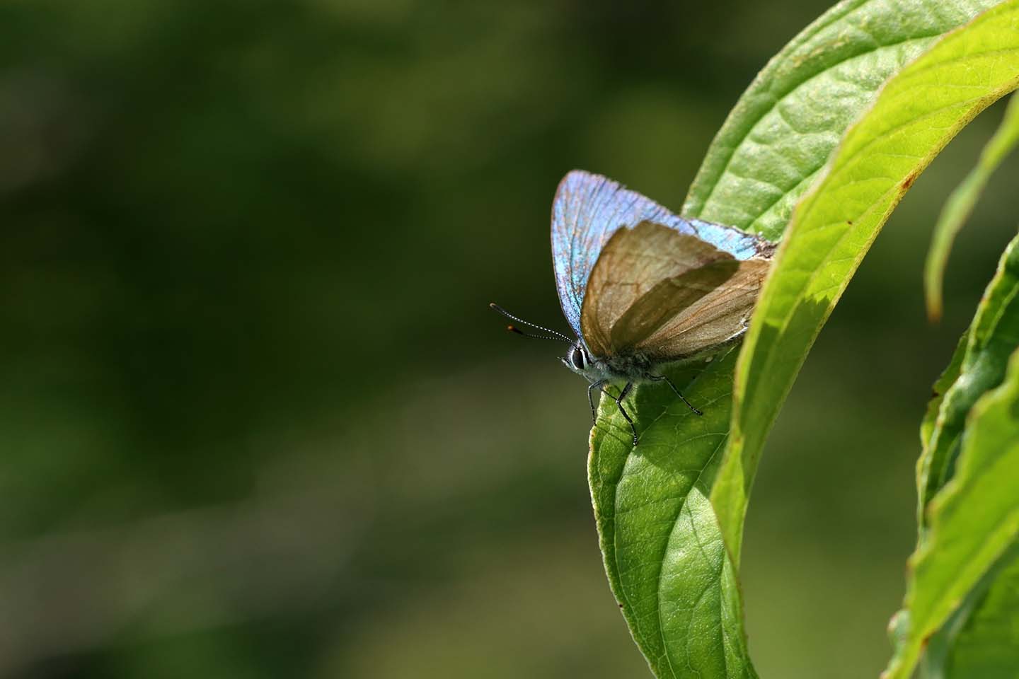 Canon EOS 6D + Canon EF100mm F2 USM + Extension Tube EF25II