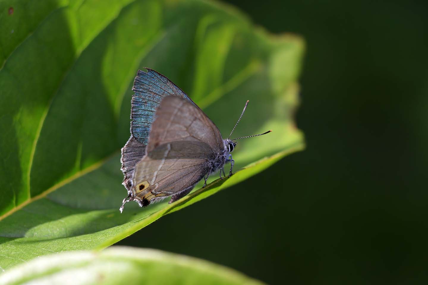 Canon EOS 6D + Canon EF100mm F2 USM + Extension Tube EF25II