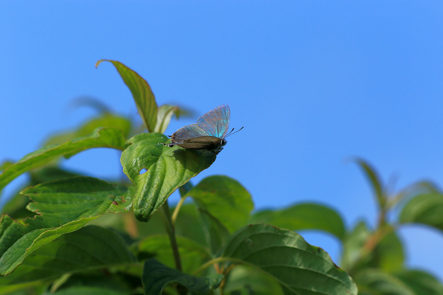 Canon EOS 6D + Canon EF100mm F2 USM + Extension Tube EF25II