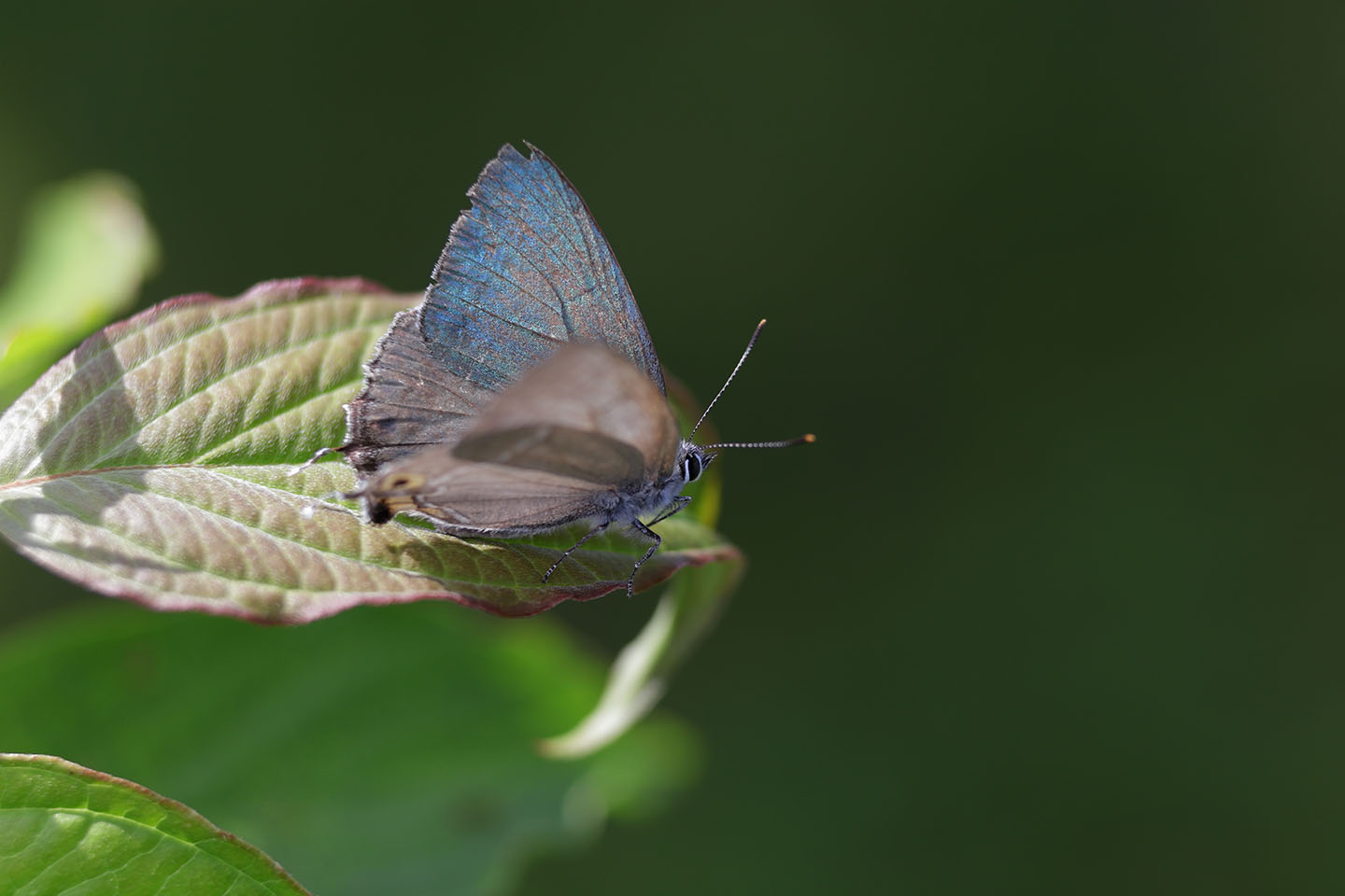 Canon EOS 6D + Canon EF100mm F2 USM + Extension Tube EF25II