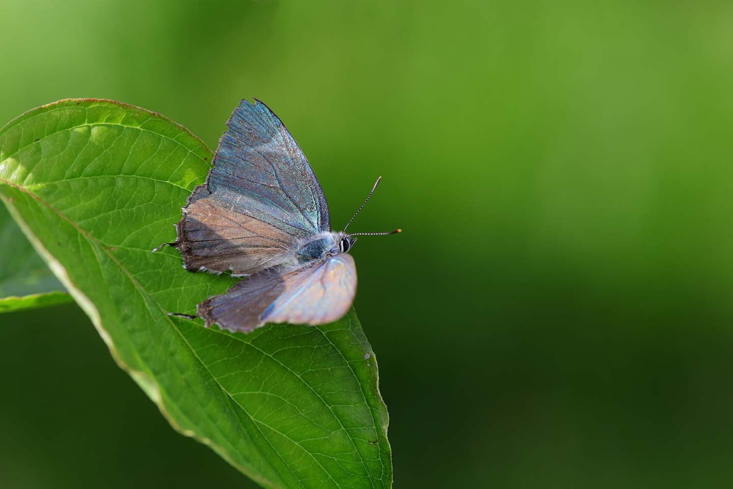 Canon EOS 6D + Canon EF100mm F2 USM + Extension Tube EF25II