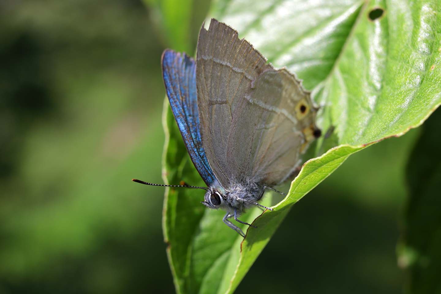 Canon EOS 6D + Canon EF35mm F2 + Extension Tube EF12II