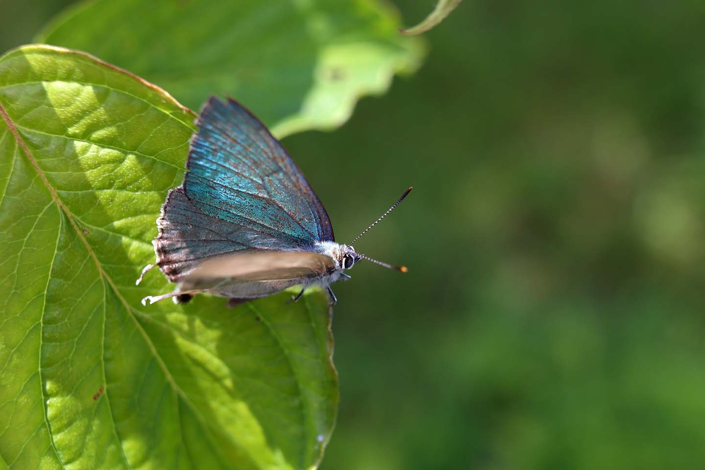 Canon EOS 6D + Canon EF35mm F2 + Extension Tube EF12II