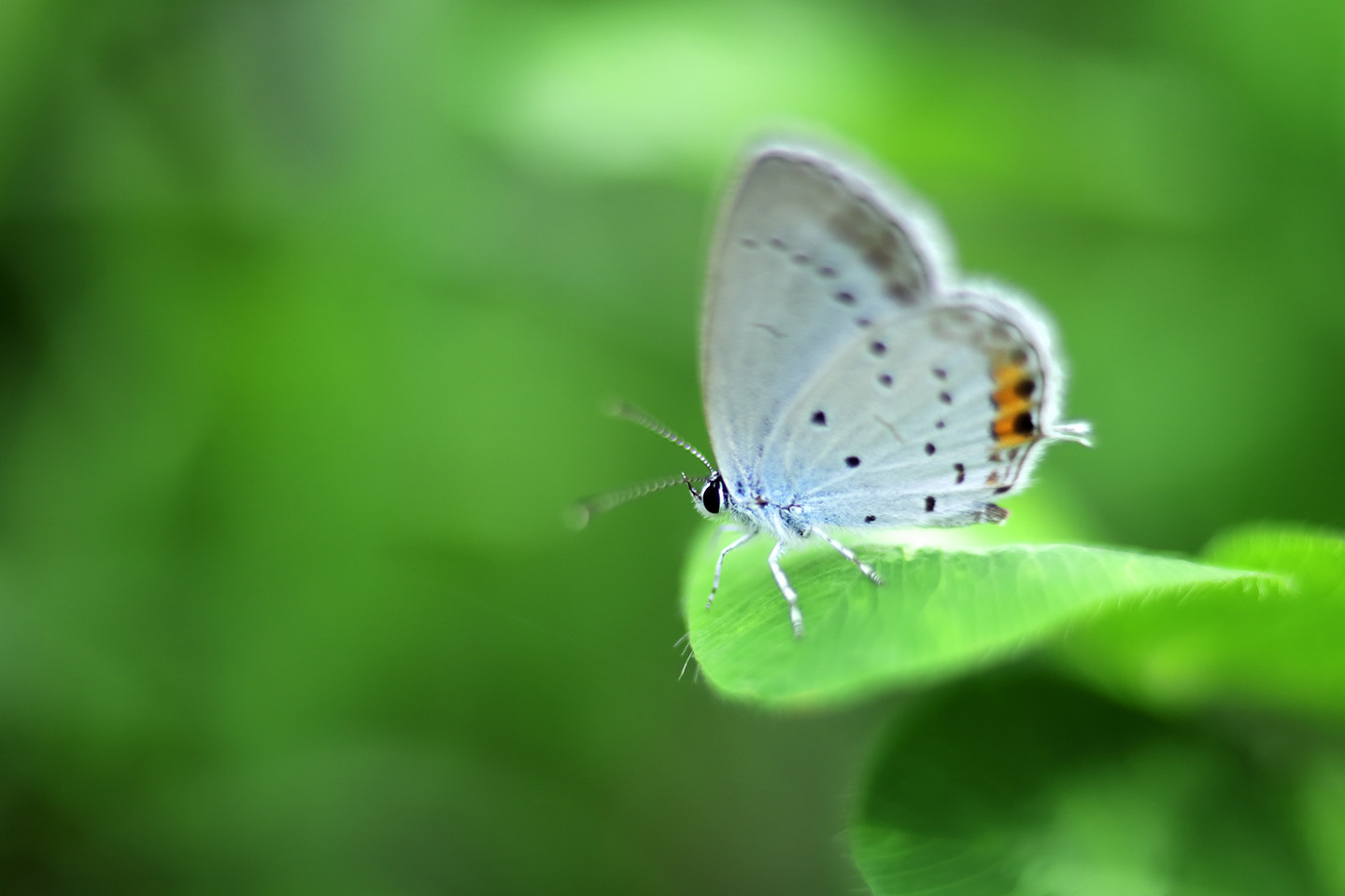 Canon EOS 6D + Canon EF35mm F2 + Extension Tube EF12II