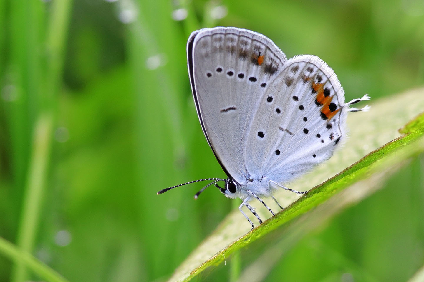 Canon EOS 6D + Canon EF100mm F2 USM + Extension Tube EF25II + Kenko DIGITAL TELEPLUS PRO300 1.4X DGX