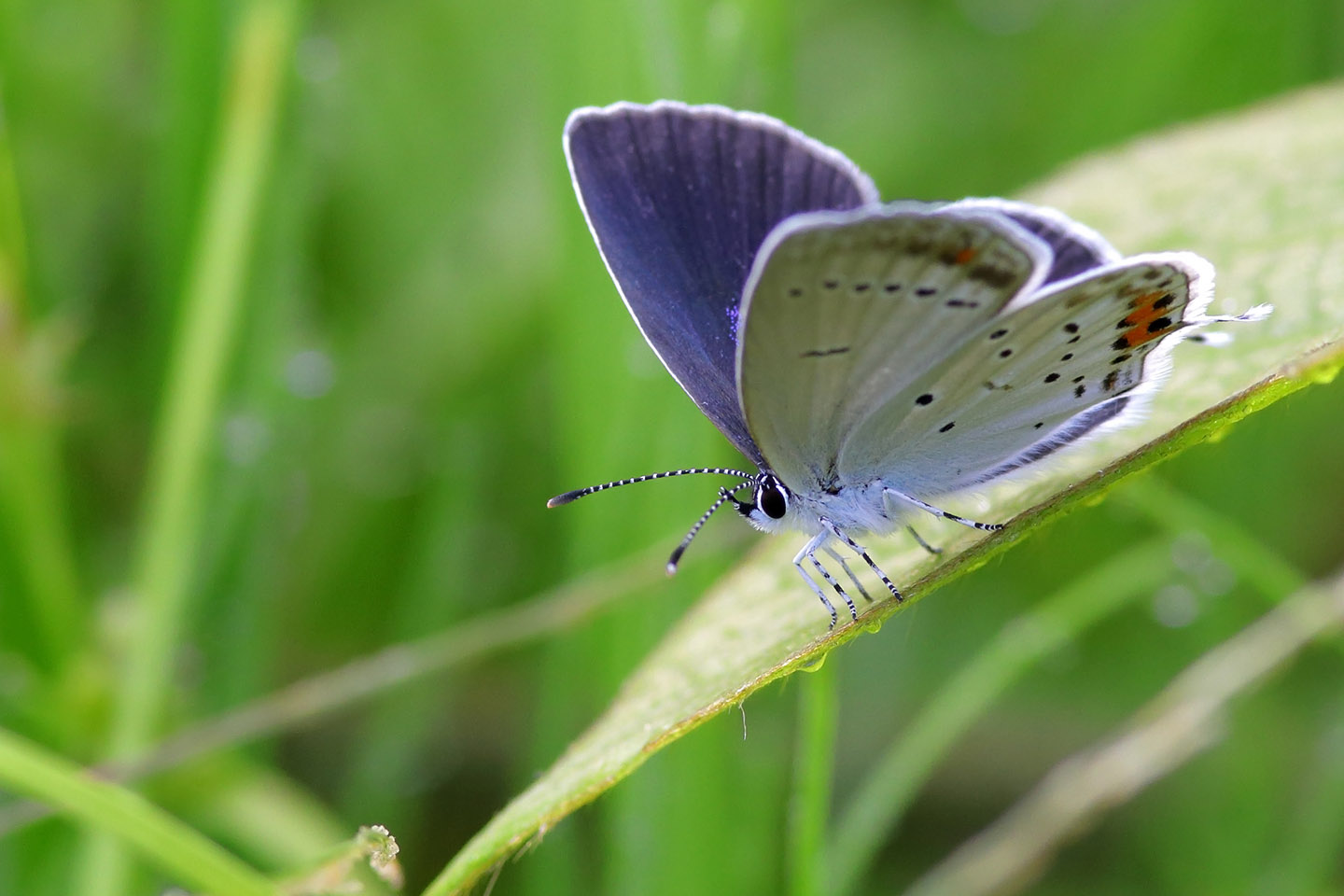 Canon EOS 6D + Canon EF100mm F2 USM + Extension Tube EF25II + Kenko DIGITAL TELEPLUS PRO300 1.4X DGX