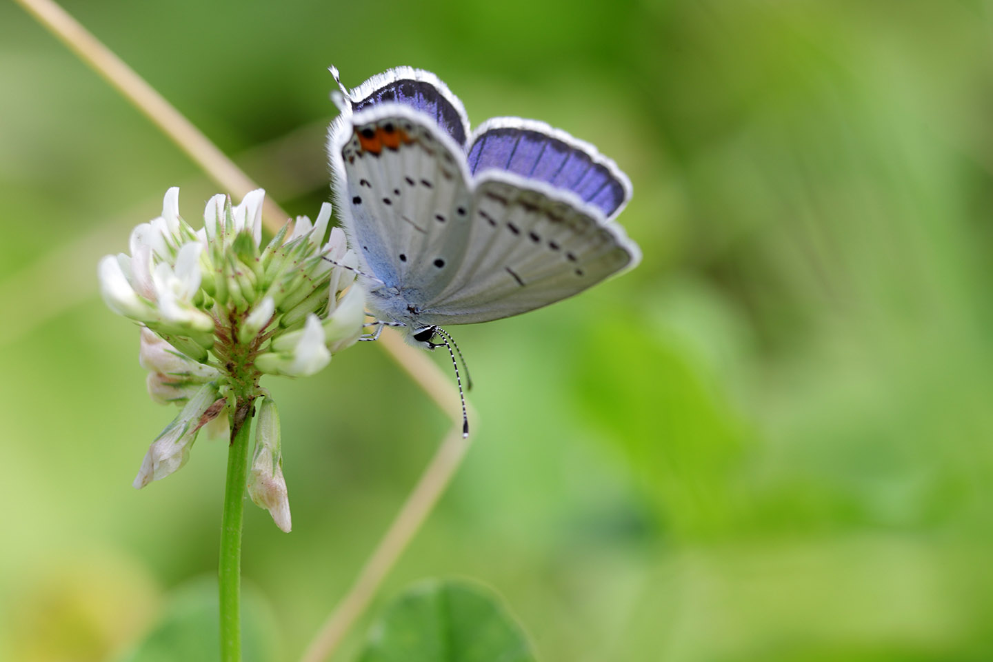 Canon EOS 6D + Canon EF100mm F2 USM + Extension Tube EF25II