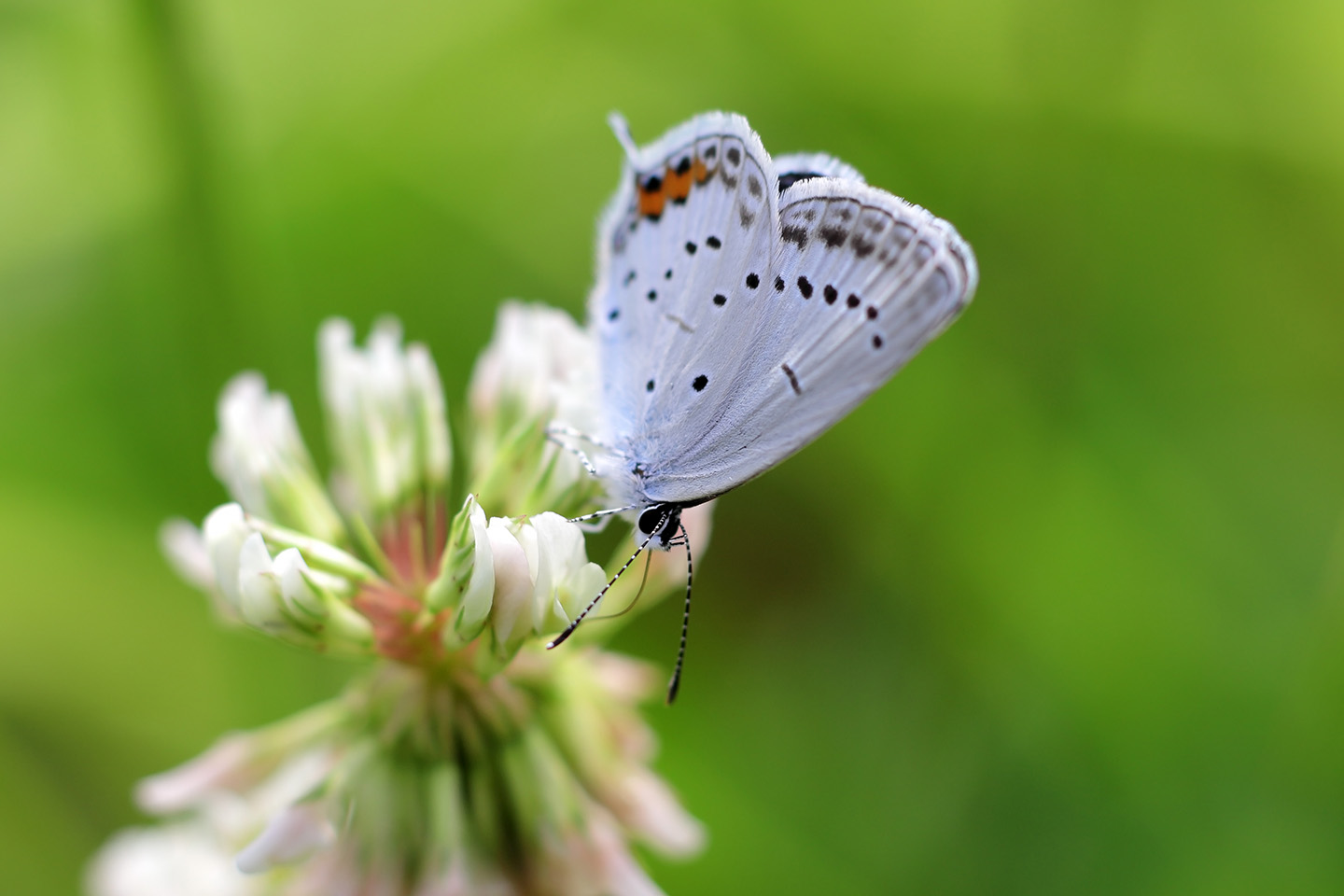 Canon EOS 6D + Canon EF100mm F2 USM + Extension Tube EF25II