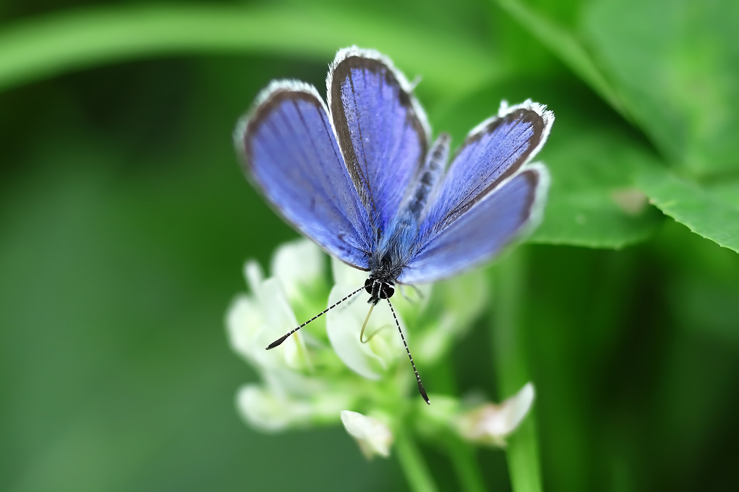 Canon EOS 6D + Canon EF100mm F2 USM + Extension Tube EF25II