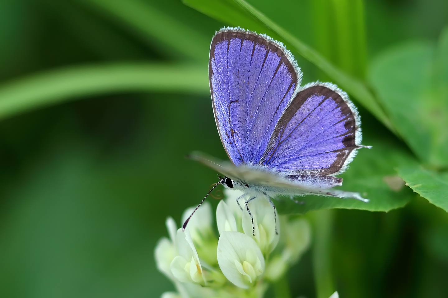 Canon EOS 6D + Canon EF100mm F2 USM + Extension Tube EF25II