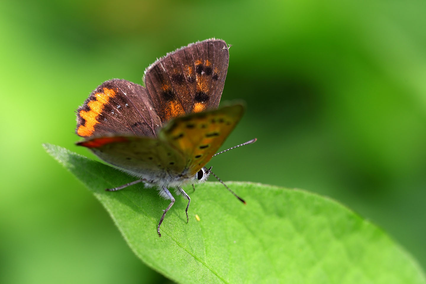 Canon EOS 6D + Canon EF100mm F2 + Extension Tube EF25II