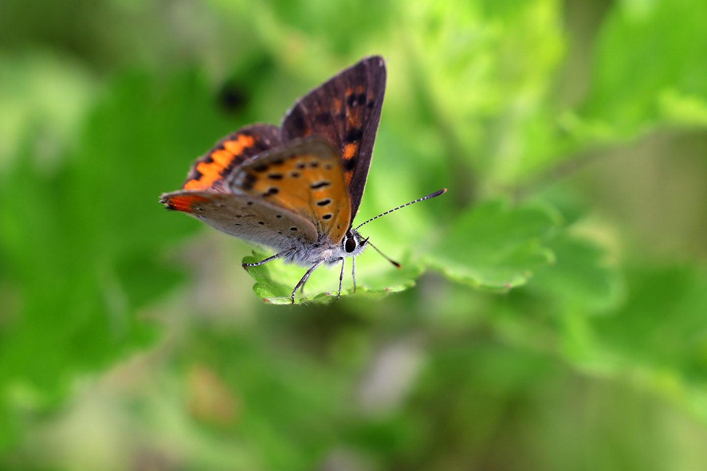 Canon EOS 6D + Canon EF100mm F2 + Extension Tube EF25II