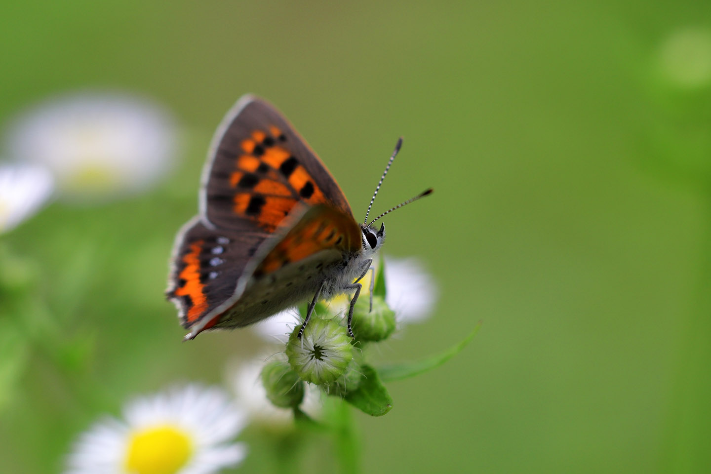 Canon EOS 6D + Canon EF100mm F2 + Extension Tube EF25II