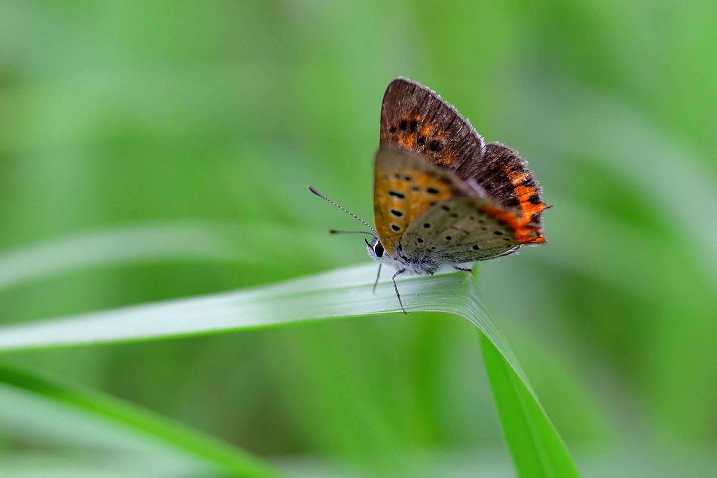 Canon EOS 6D + Canon EF100mm F2 + Extension Tube EF25II