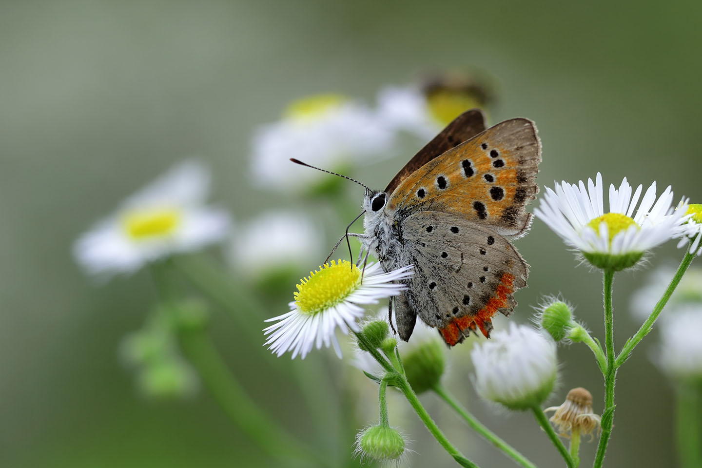 Canon EOS 6D + Canon EF100mm F2 + Extension Tube EF25II