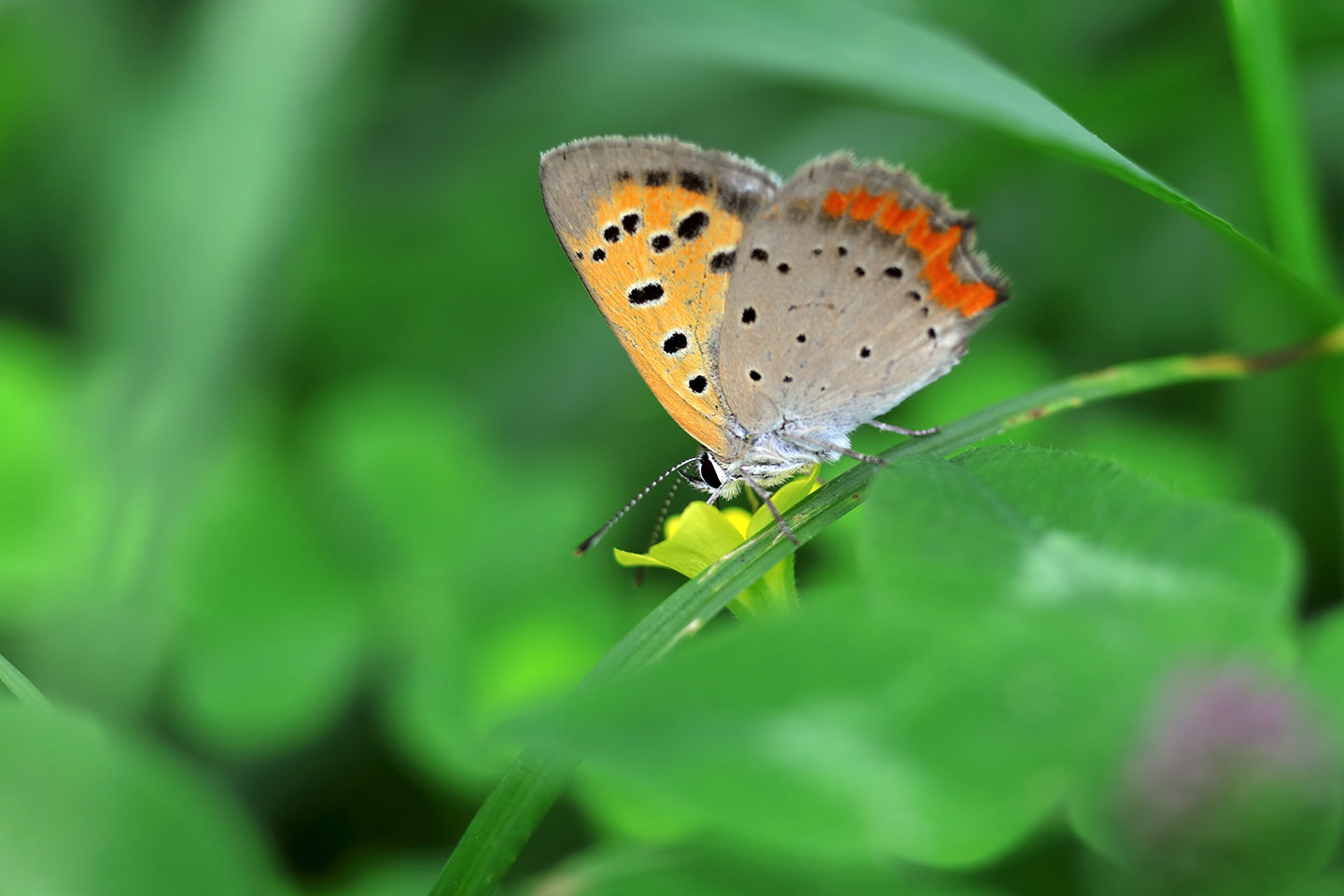 Canon EOS 6D + Canon EF100mm F2 + Extension Tube EF25II