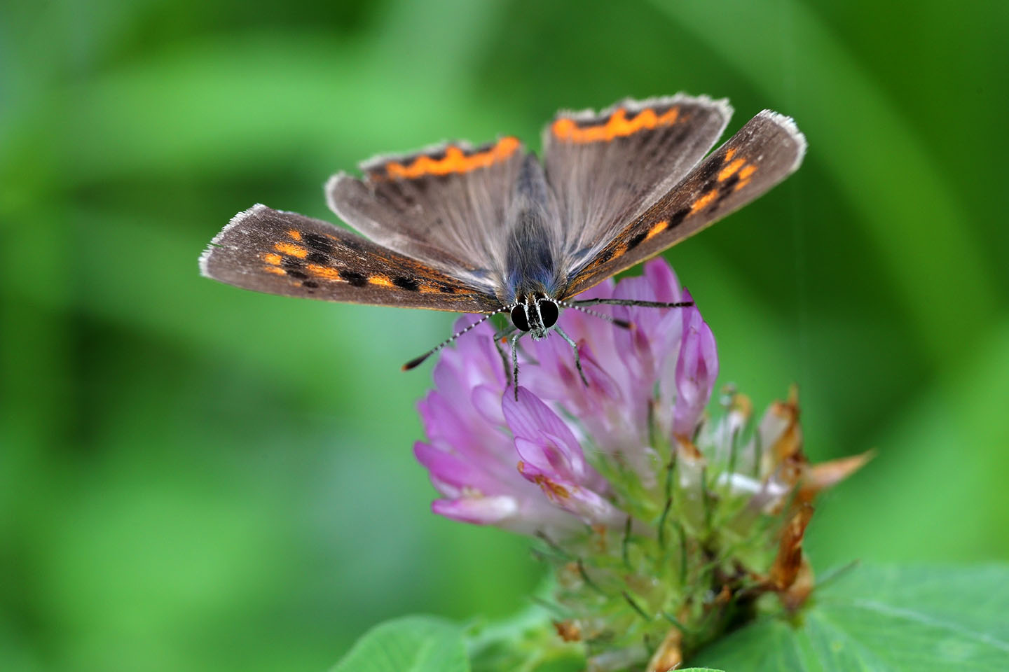 Canon EOS 6D + Canon EF100mm F2 + Extension Tube EF25II