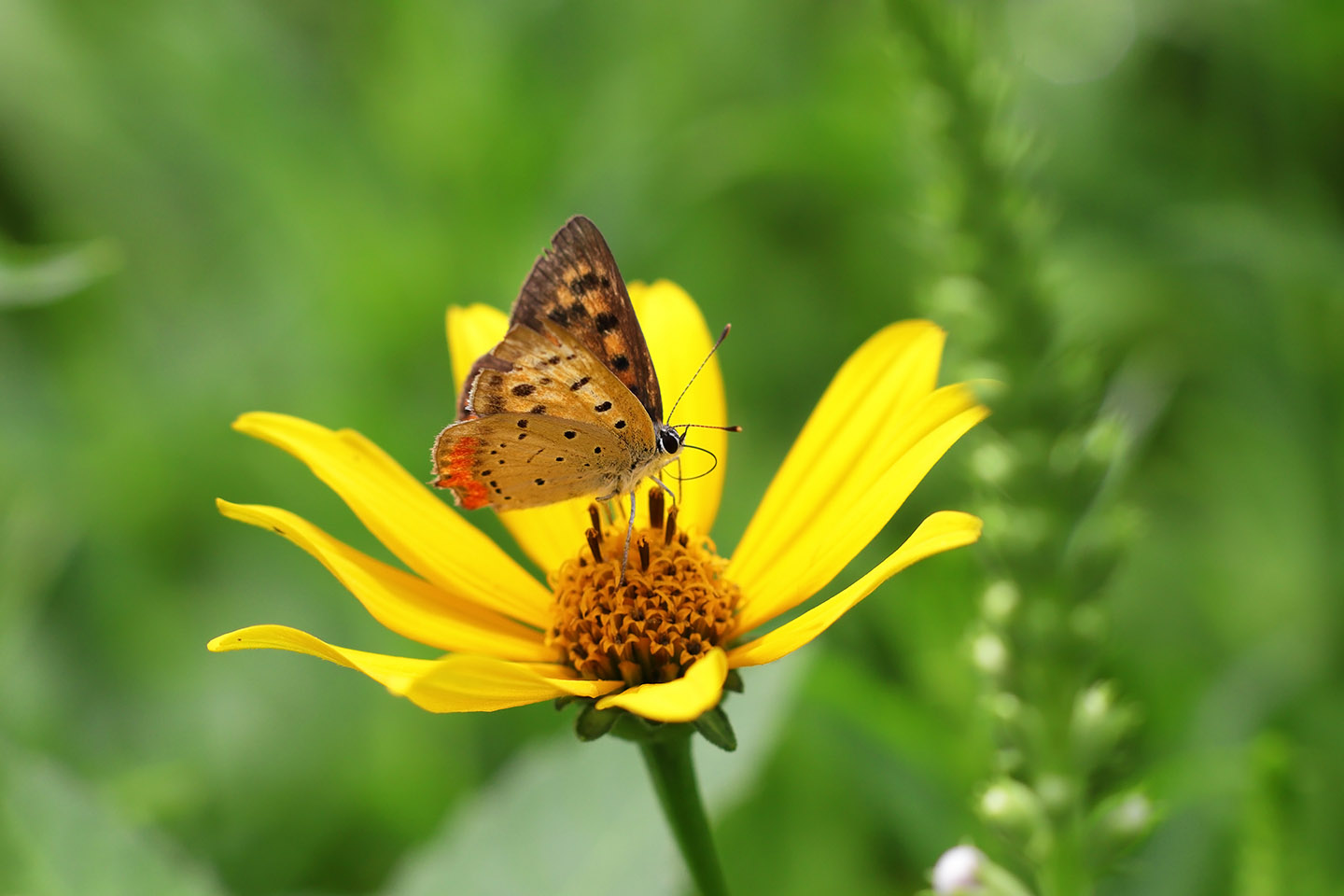 Canon EOS 6D + Canon EF100mm F2 + Extension Tube EF25II