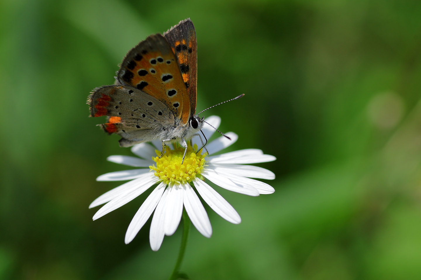 Canon EOS 6D + Canon EF100mm F2 + Extension Tube EF25II