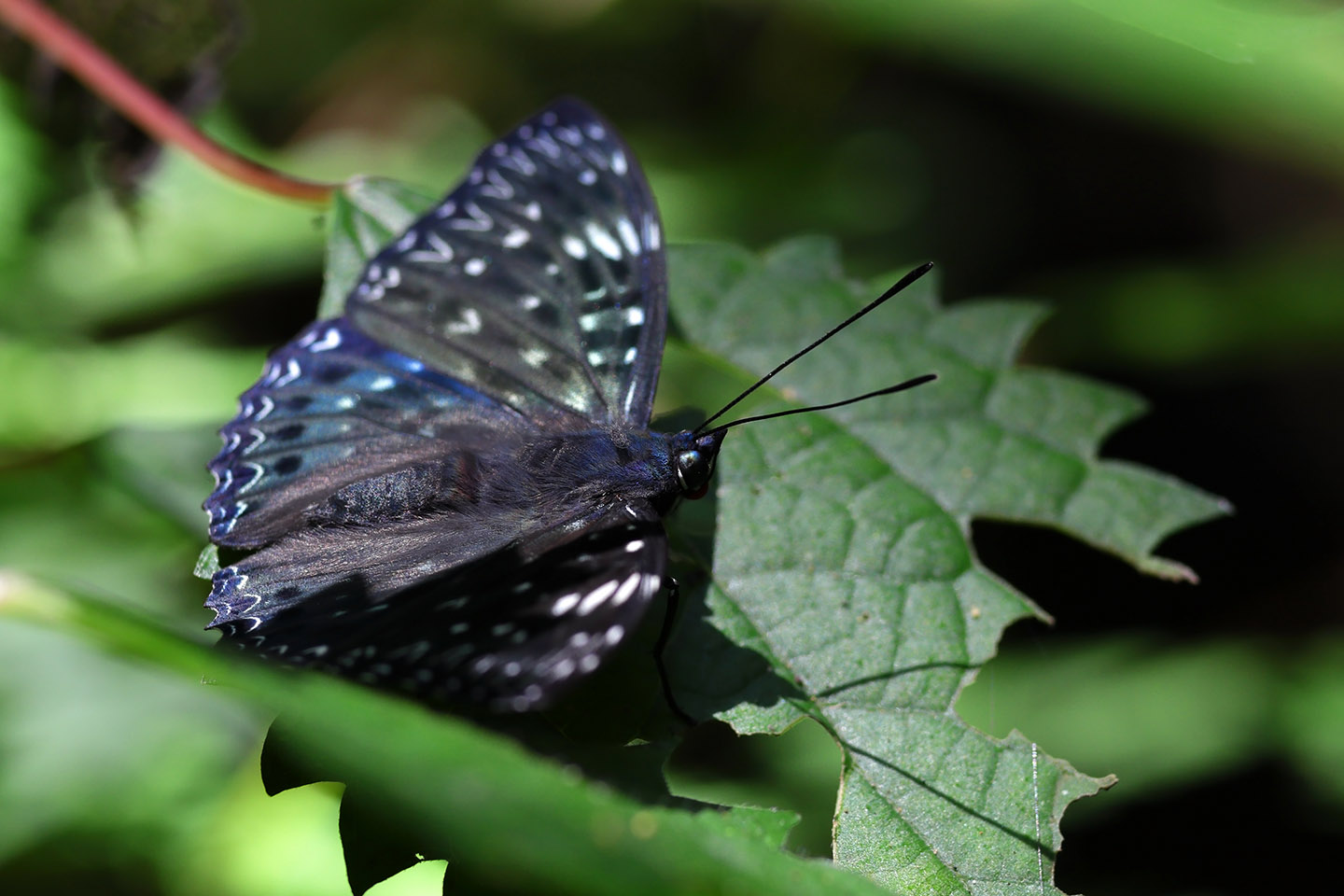 Canon EOS 6D + Canon EF100mm F2 + Extension Tube EF25II