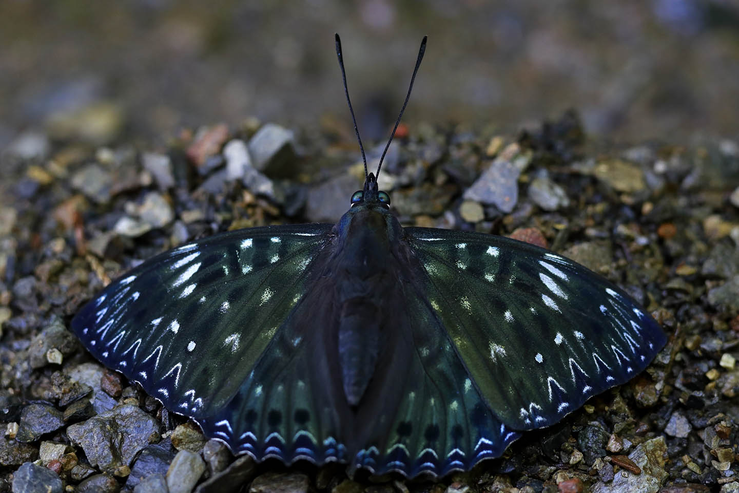 Canon EOS 6D + Canon EF100mm F2 + Extension Tube EF25II