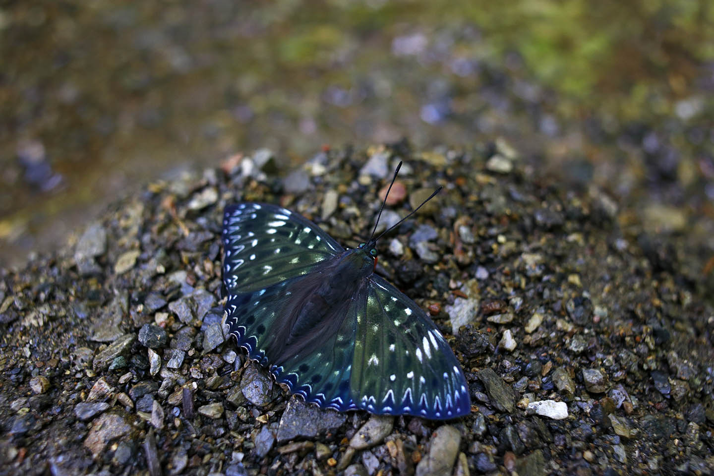 Canon EOS 6D + Canon EF35mm F2