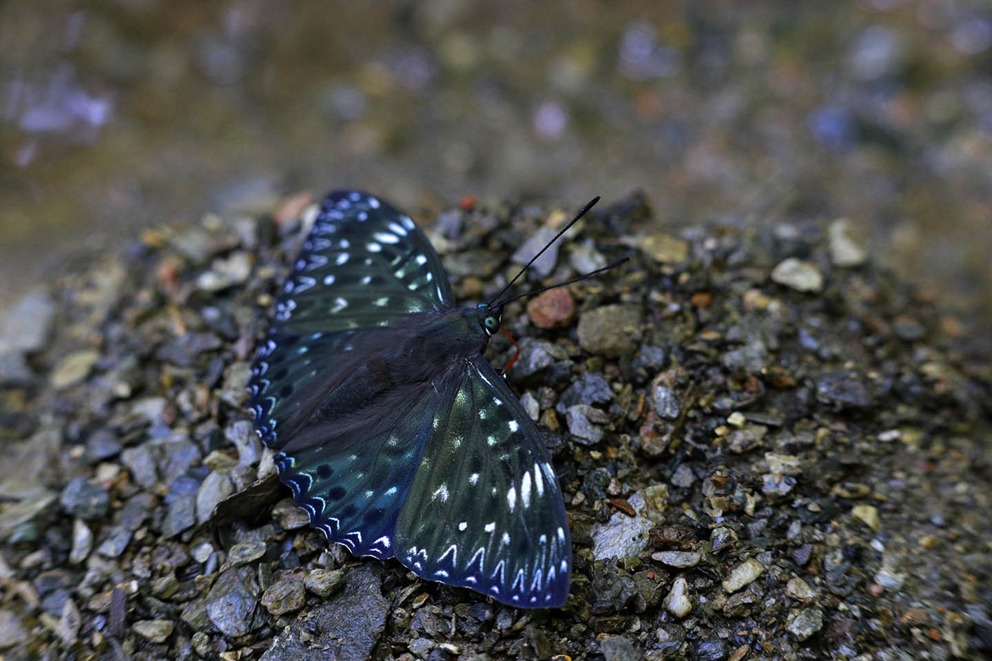 Canon EOS 6D + Canon EF100mm F2 + Extension Tube EF25II