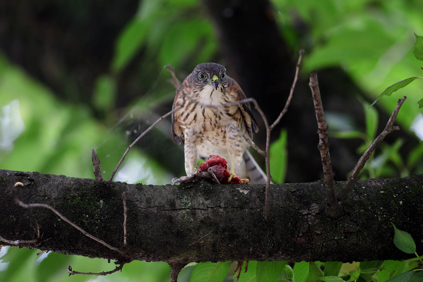 Canon EOS 6D + Canon EF600mm F4L IS II USM