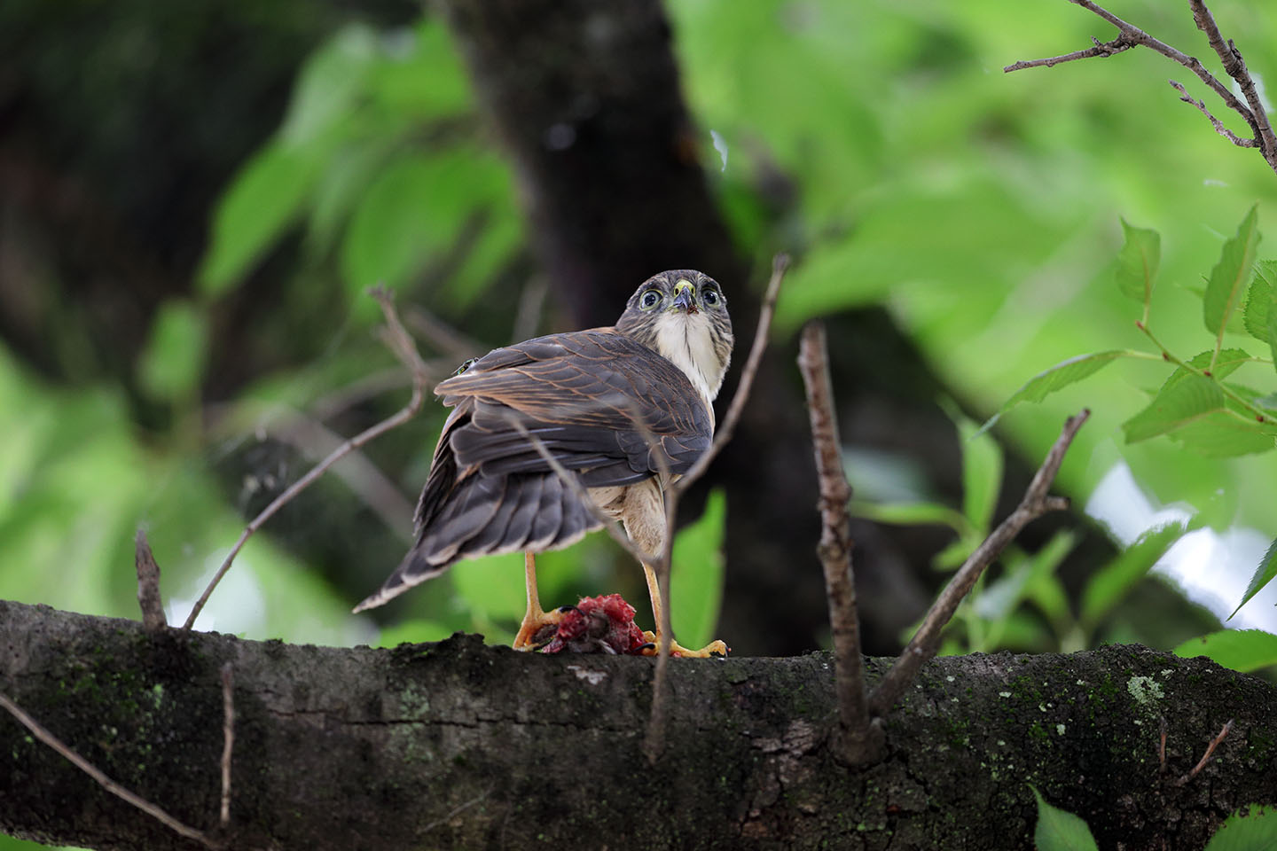 Canon EOS 6D + Canon EF600mm F4L IS II USM