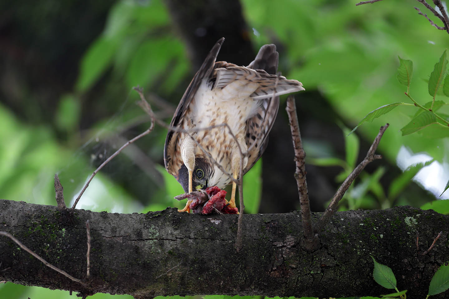 Canon EOS 6D + Canon EF600mm F4L IS II USM