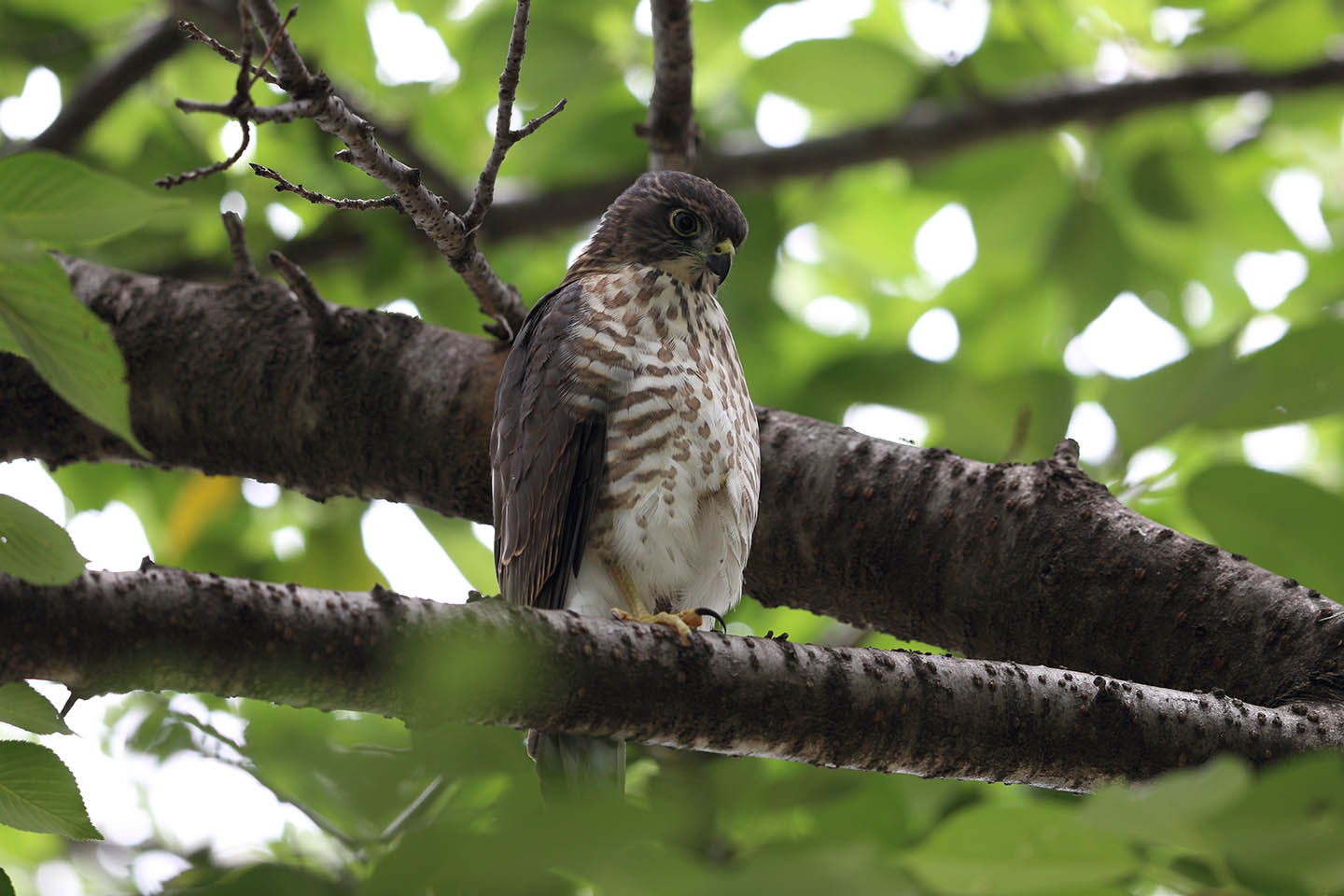 Canon EOS 6D + Canon EF600mm F4L IS II USM