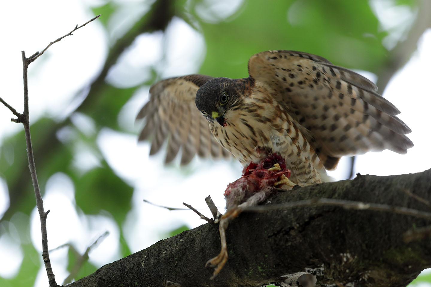 Canon EOS 6D + Canon EF600mm F4L IS II USM + EXTENDER EF1.4×III