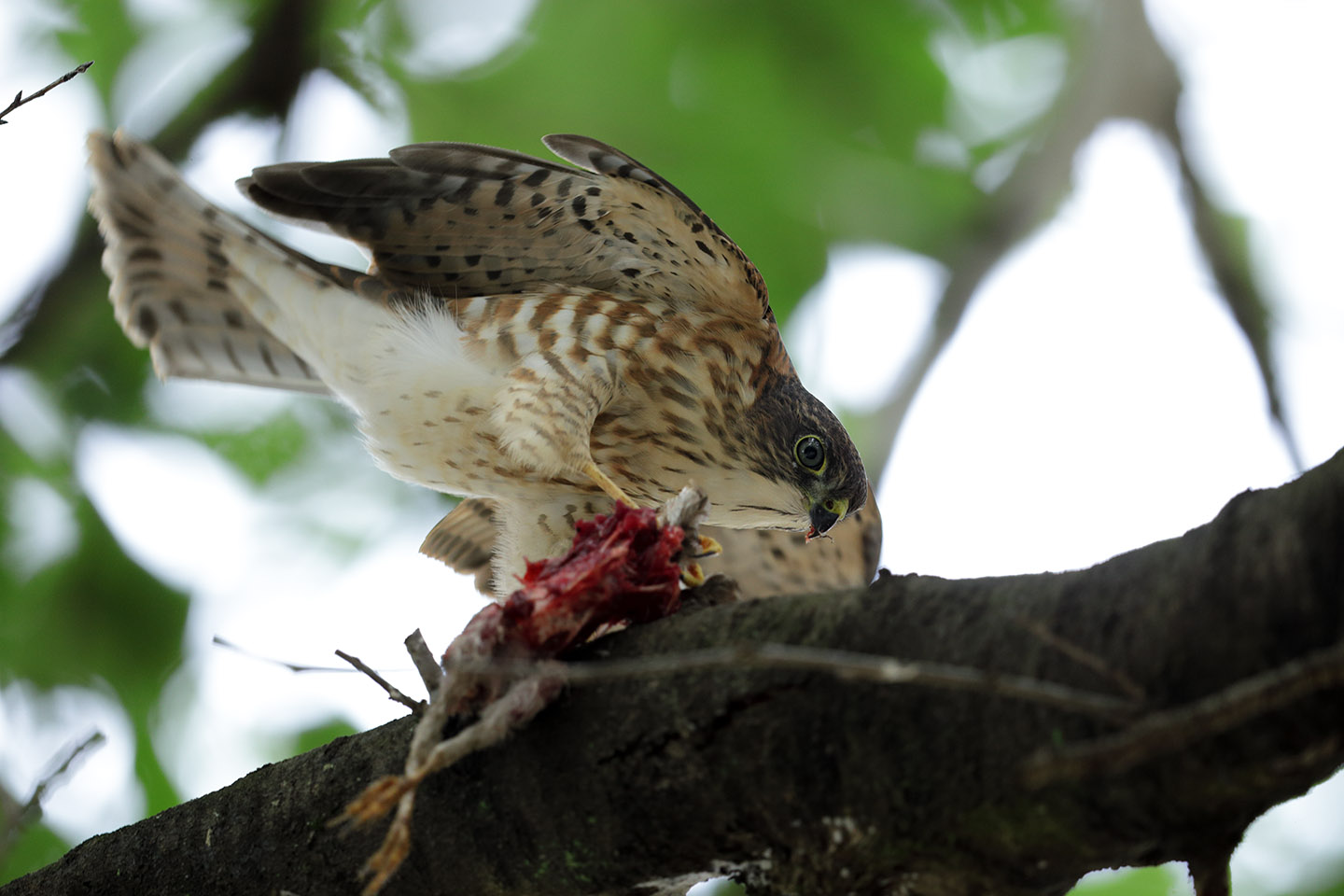 Canon EOS 6D + Canon EF600mm F4L IS II USM + EXTENDER EF1.4×III